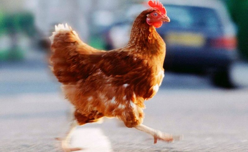 Chicken road oficial, chicken road casino